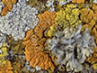 Lichen